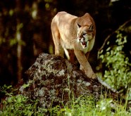 cougar